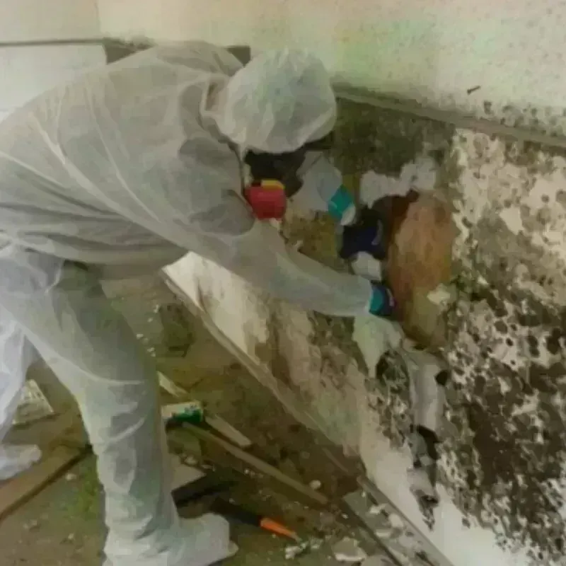 Mold Remediation and Removal in Redwood, TX